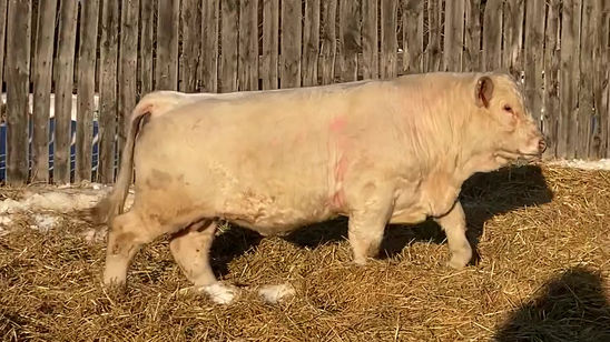 RPH 55H VIDEO